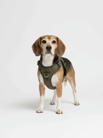 Szelki MuzzleMaven CITY WALK M – oliwkowe