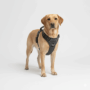 Szelki MuzzleMaven CITY WALK L – grafitowe